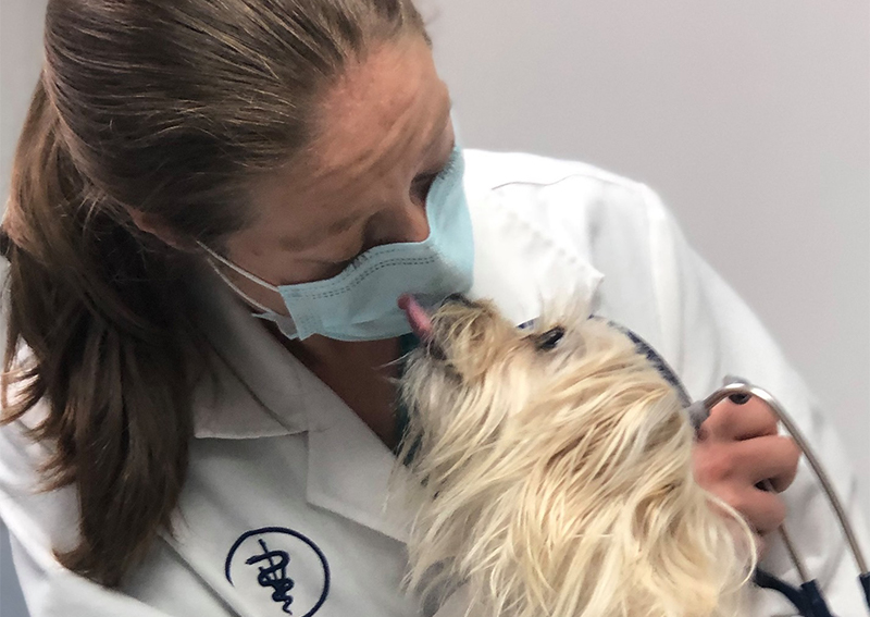 Dog Veterinary Care, Bridgewater