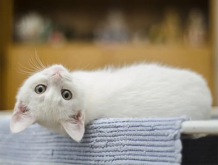 Puppy & Kitten Care